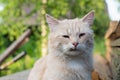 Cat in the Green Grass in Summer. Beautiful Red Cat with Yellow Eyes Royalty Free Stock Photo