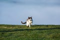 Cat in the Green Grass in Summer. Close up photo from a cute domestic cat playing outdoor