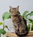 Cat and Green Leaves Royalty Free Stock Photo