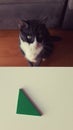 A cat and a green triangle