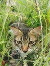 Cat in greeneries Royalty Free Stock Photo