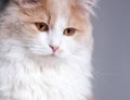 Cat on a grey background Royalty Free Stock Photo