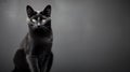 cat grey background black Royalty Free Stock Photo