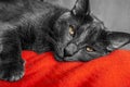 Cat Grey - Gato Gris