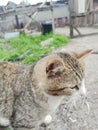 cat grey portrait looking, handsome cute, young, sitting on the window Royalty Free Stock Photo