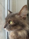 cat grey portrait, looking out the window, handsome cute, young, sitting on the window Royalty Free Stock Photo