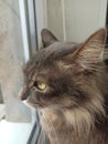 cat grey portrait, looking out the window, handsome cute, young, sitting on the window Royalty Free Stock Photo