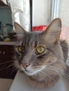 cat grey portrait, looking out the window, handsome cute, young, sitting on the window Royalty Free Stock Photo