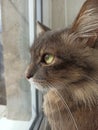 cat grey portrait, looking out the window, handsome cute, young, sitting on the window Royalty Free Stock Photo