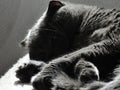 Cat Grey is sleeping in the sunlight Royalty Free Stock Photo