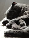 Cat Grey is sleeping in the sunlight Royalty Free Stock Photo