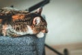 Cat, grey sofa, sleeping. Cat with white and ginger paws lying on the grey sofa