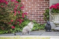 A cat groomed to look like a lion sits on a sidewalk in front of a house and azaleas in full bloom and stars at a rabbit statue