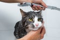 cat grooming. Funny cat taking shower or bath. Man washing cat. Pet hygiene concept. Wet cat. Royalty Free Stock Photo