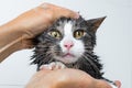 cat grooming. Funny cat taking shower or bath. Man washing cat. Pet hygiene concept. Wet cat. Royalty Free Stock Photo