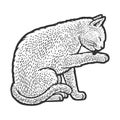 Cat grooming line art sketch vector illustration