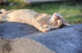 cat grooming after a nice evening nap. Royalty Free Stock Photo