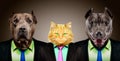 Cat guarded by two pit bulls in business suits