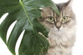 Cat guilty look, green leaf plant