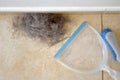 Cat hair and the dust on the floor. Royalty Free Stock Photo
