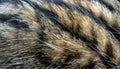 a cat hair pattern natural feline kitty striped animal pet animals fluffy long allergic close-up cats furry coat warm hair