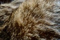 Cat hair in the rays of the sun. Royalty Free Stock Photo