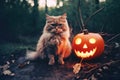 Cat and halloween glowing pumpkin outdoors