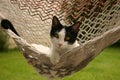 Cat in hammock