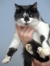 Cat in the hands Royalty Free Stock Photo
