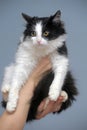 Cat in the hands Royalty Free Stock Photo