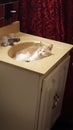 Cat in handwash Royalty Free Stock Photo