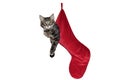Cat Hanging in Red Christmas Stocking Royalty Free Stock Photo