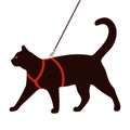 Cat harness. Black cat walking on a leash Royalty Free Stock Photo