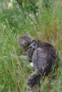 Cat in a harness and leash on a walk on the grass Royalty Free Stock Photo