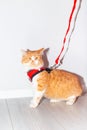 A cat in a harness and a leash went for a walk. A device for safe walking of animals Royalty Free Stock Photo