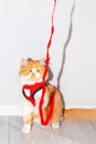 A cat in a harness and a leash went for a walk. A device for safe walking of animals Royalty Free Stock Photo