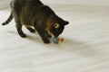 Cat has fun playing ball in the apartment Royalty Free Stock Photo
