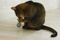 Cat has fun playing ball in the apartment Royalty Free Stock Photo