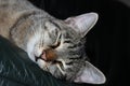 Cat has a heavy day, even without a job Royalty Free Stock Photo