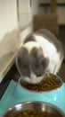 The cat has lunch closeup. Spotted cat eats dry food.