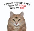 Cat has three eyes 3