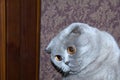 The cat having a funny look. Gray Scottish fold Cat funny look eyes expression