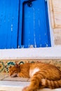 Cat having a nap Royalty Free Stock Photo