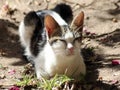 Cat having a spring sunbath in a garden Royalty Free Stock Photo
