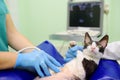 Cat having ultrasound scan during the examination in veterinary clinic. Pet health. Care animal