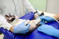 Cat having ultrasound scan in veterinary clinic. Health of pet. Care animal. Pet checkup, tests and vaccination