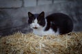 Black and white cat sitting on the hay Royalty Free Stock Photo