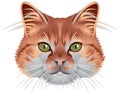 Cat head Royalty Free Stock Photo