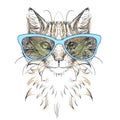 Cat head, glasses,
