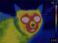 Cat Head Thermal Imaging Royalty Free Stock Photo